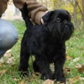 BANDI