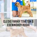 GLEDIS YARKIY TSVETOK S ESENINSKOY ROSHI