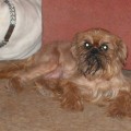 MON PLEZIR MISTI MERION