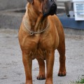 GARROWAY'S BULLSTOCK ROXYROLLER