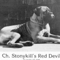 STONYKILL'S RED DEVIL DUNNIT