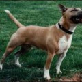 BRINDLE DIAMOND'S ABYGALE