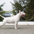 SANGELSBULL SULLIVAN RED