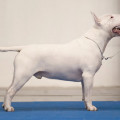 EMINEM FOR OMSTAR BULL BLOW CENTURY UA