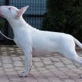 OMSTAR BULL OMA-OMA
