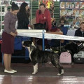 SANDI BULLIES EAGER FOR FAME