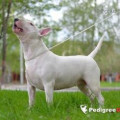 SANDI BULLIES BECAUSE YOU ARE THE BEST