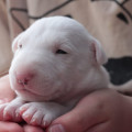 OMSTAR BULL RUSLAN