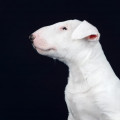 OMSTAR BULL VALTER SILVER