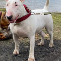 OMSTAR BULL VLASTA