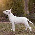 OMSTAR BULL ZHOZEFINA