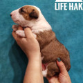 OMSTAR BULL LIFE HAK