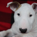 OMSTAR BULL ONYX