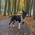 TRIPLE FLASH PRINCE MAX