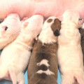 OMSTAR BULL LITTER H