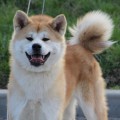 YUZHNYI PRIDE BACHIKO