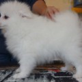L' DOLCE AMIKO VOL'T