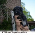 K'ELLI VON VEGAS IMPERIUM