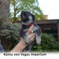 KANTU VON VEGAS IMPERIUM