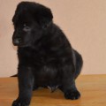 ADSKAYA GONCHAYA ZHOVE BLACK ADSKAYA GONCHAYA ZHOVE BLACK