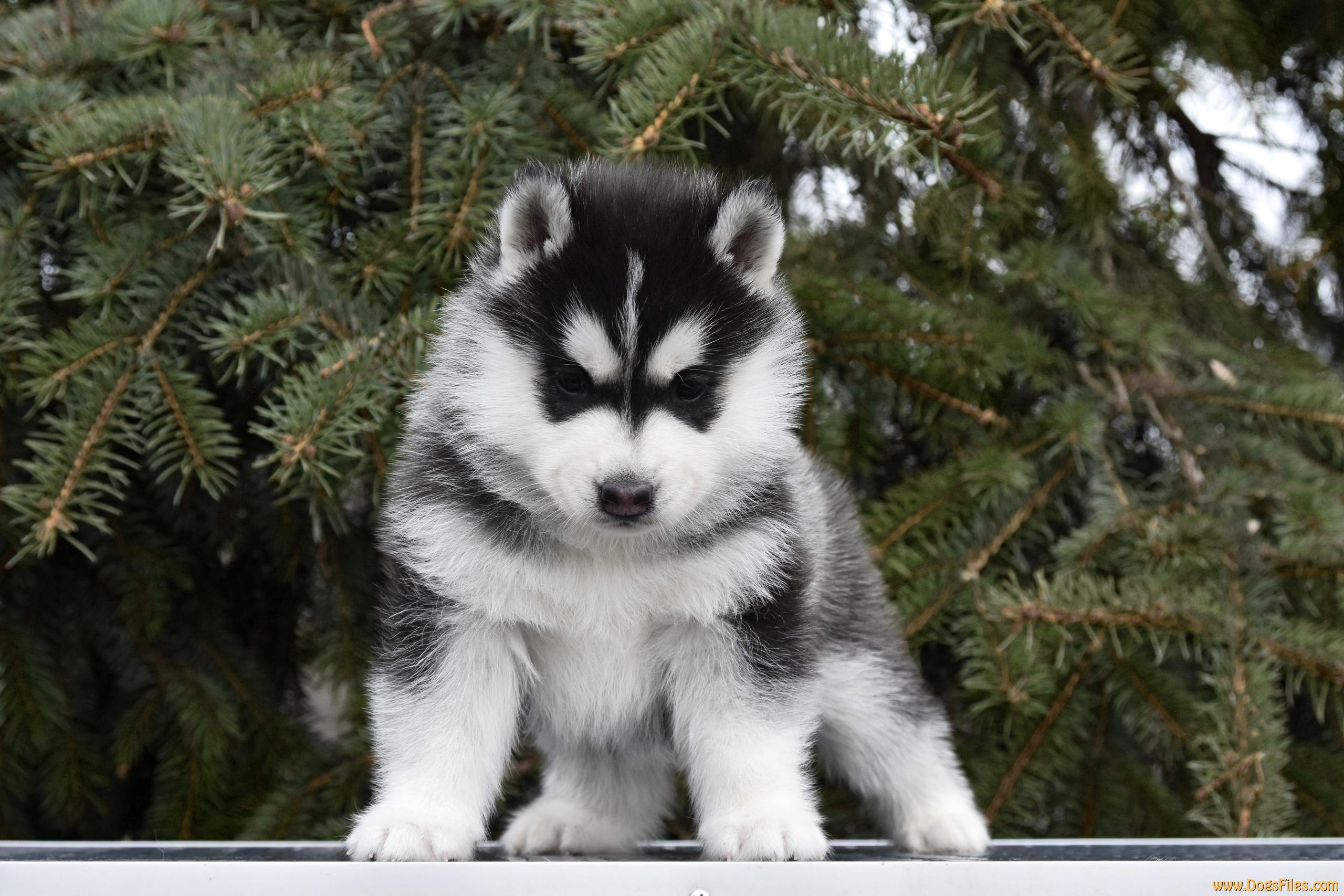 DogsFiles - International pedigree database.