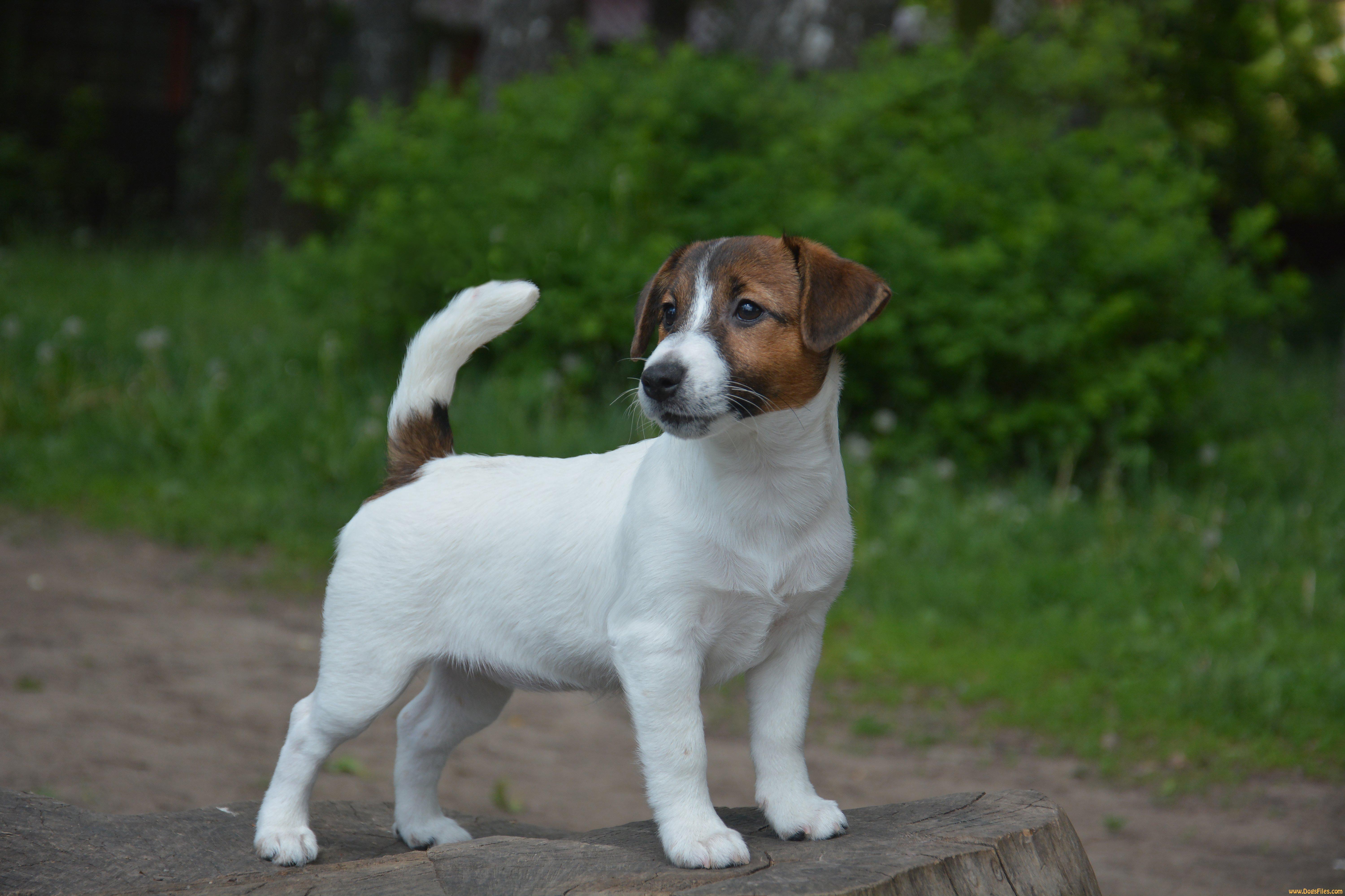 DogsFiles - International pedigree database.
