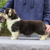 Welsh Corgi Pembroke
