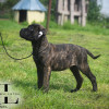 Bullmastiff