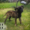 Bullmastiff
