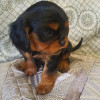 Кавалер кинг чарльз спаниель